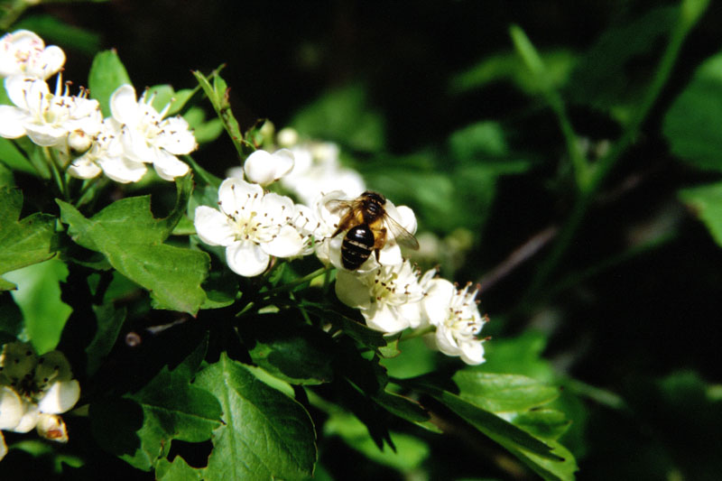 Andrena sp. (Apidae Andreninae).